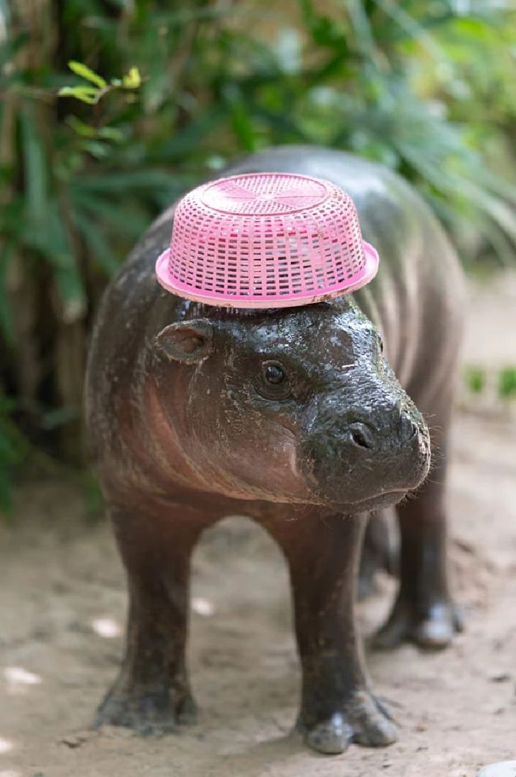 Cute Hippo with a Basket Hat